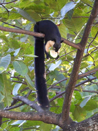 Black Giant Squirrel