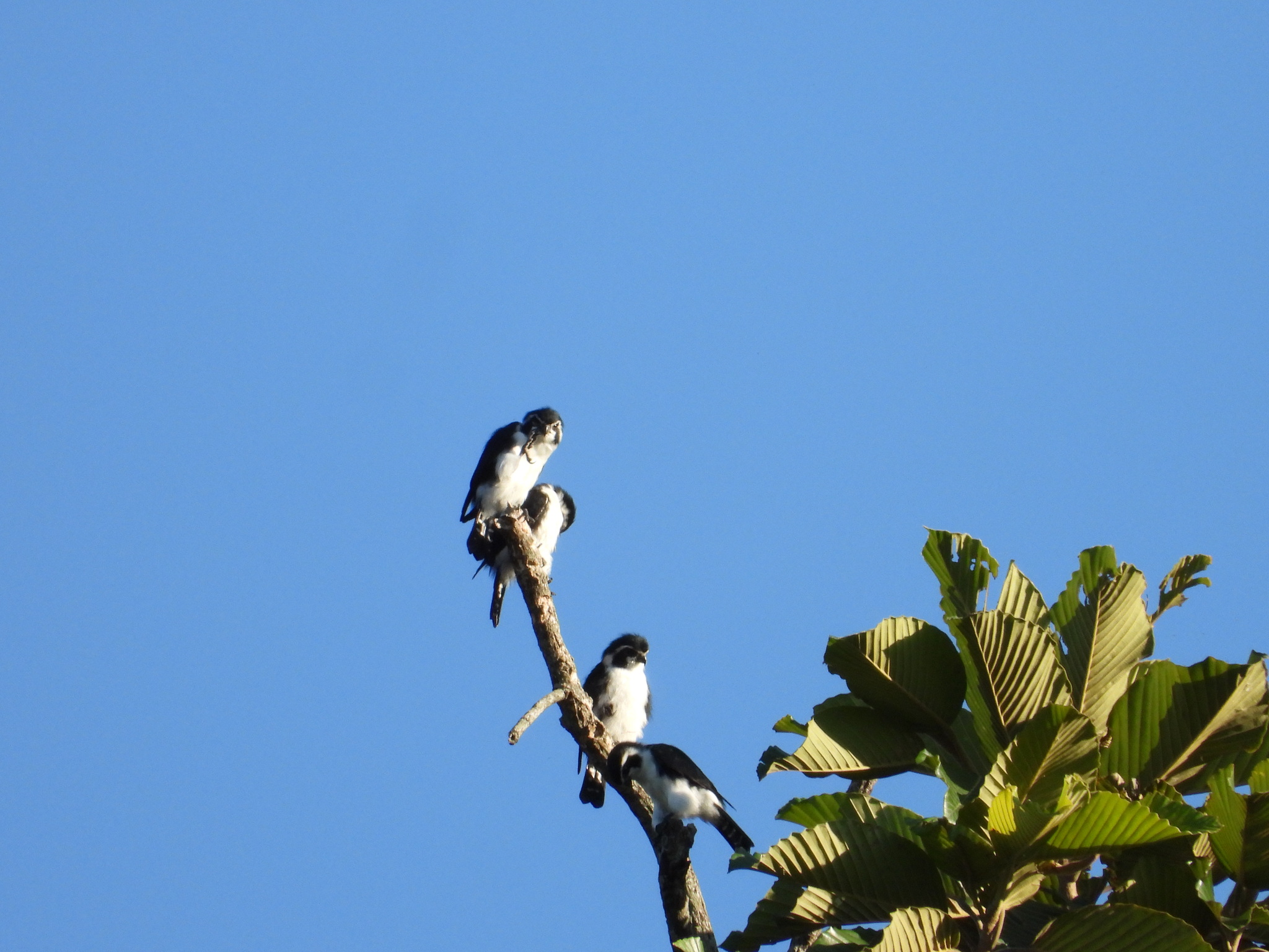 Pied Falconet (Microhierax melanoleucos), photo 6