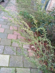 Artemisia vulgaris