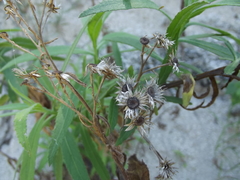 Pluchea parvifolia