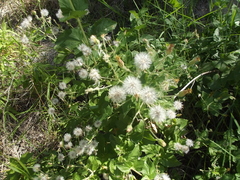 Brickellia peninsularis
