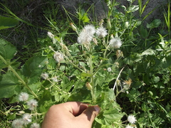 Brickellia peninsularis