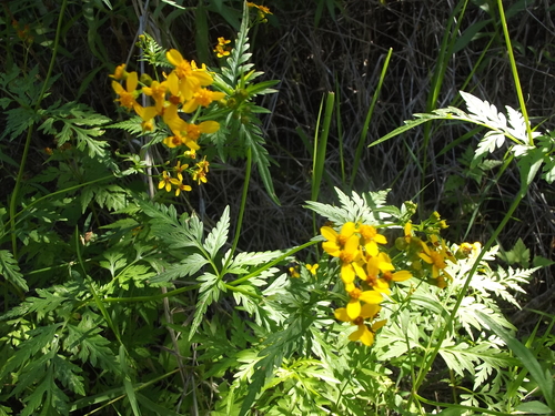 Coreocarpus
