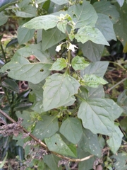 Solanum nigrum