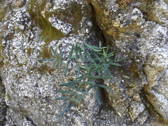 Pellaea ternifolia brandegeei