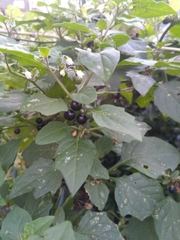 Solanum nigrum