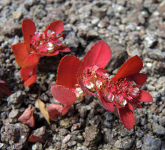 Euphorbia densiflora