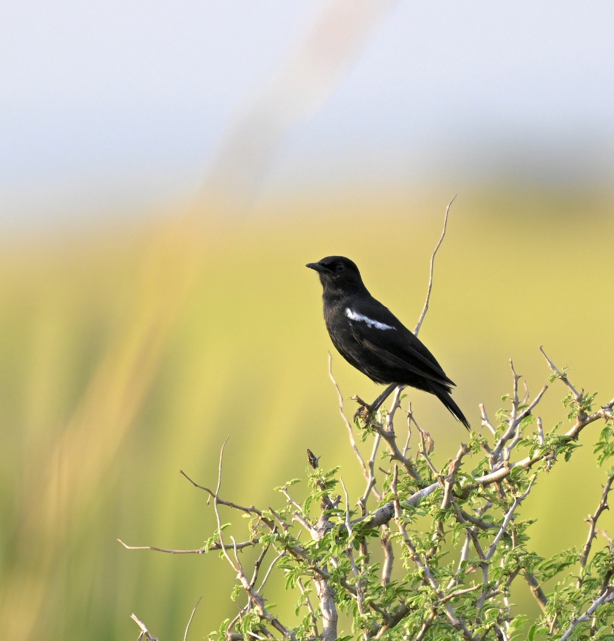 Sooty Chat (Myrmecocichla nigra), photo 6