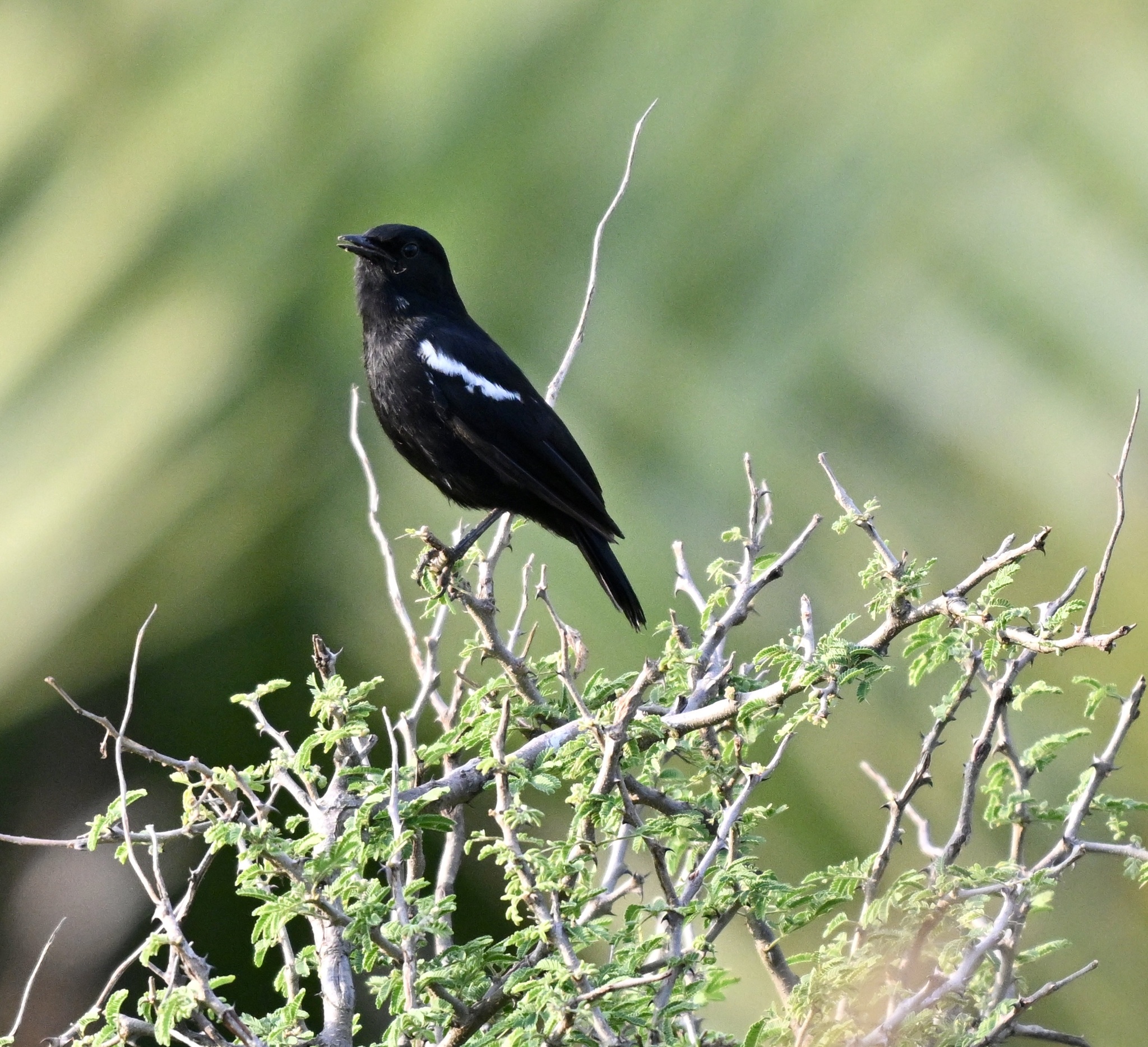 Sooty Chat (Myrmecocichla nigra), photo 7