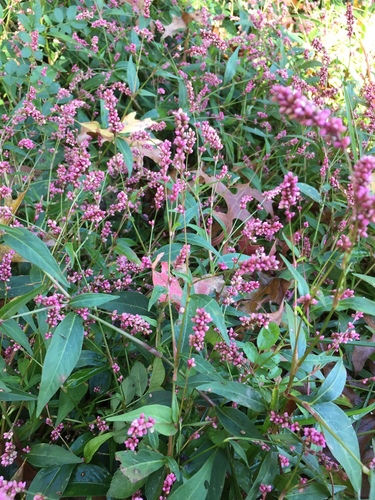 low smartweed (Persicaria longiseta)