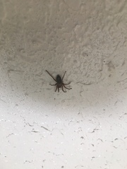 Herpyllus propinquus