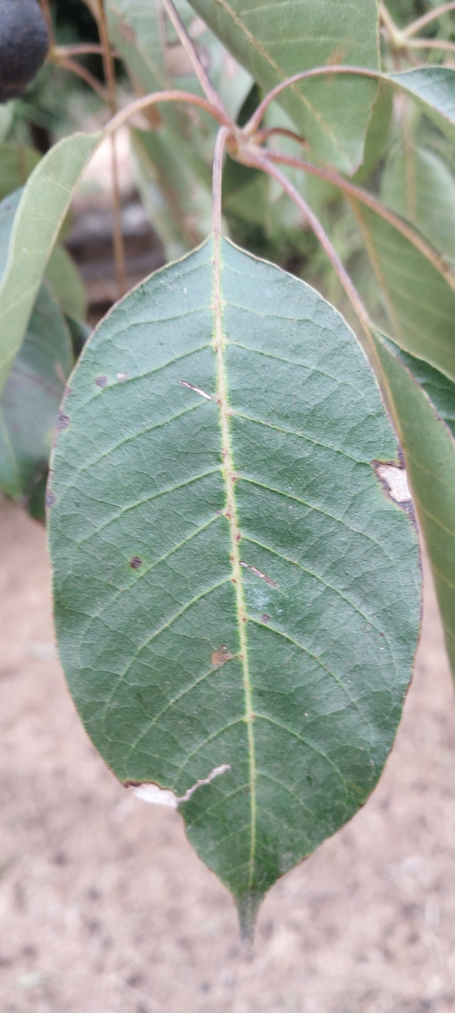 Imagem de Vitex beraviensis