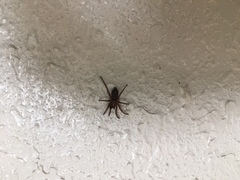 Herpyllus propinquus