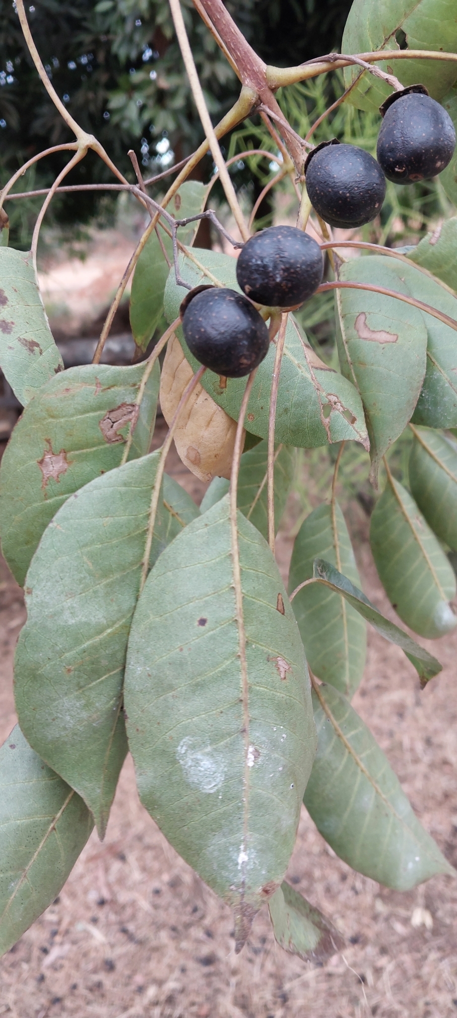 Imagem de Vitex beraviensis