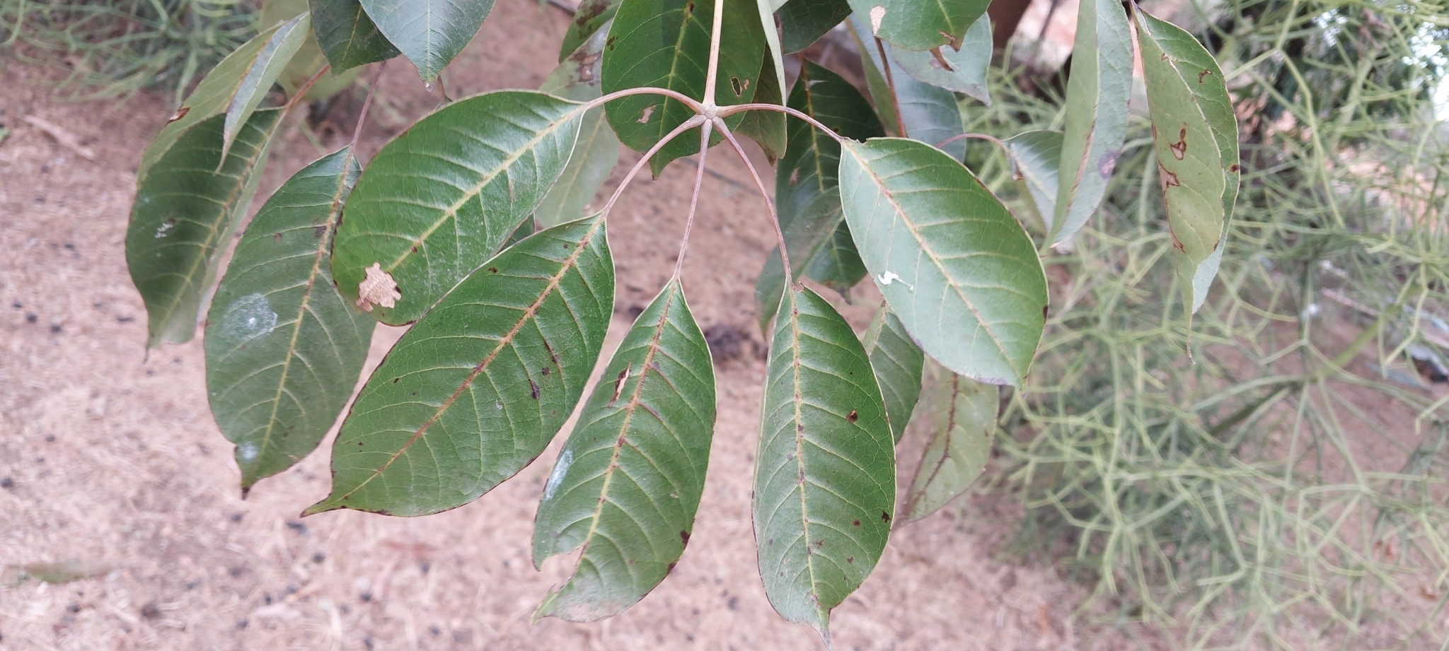 Imagem de Vitex beraviensis