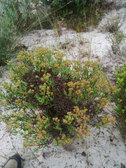Ruschia tumidula