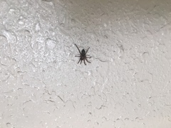 Herpyllus propinquus