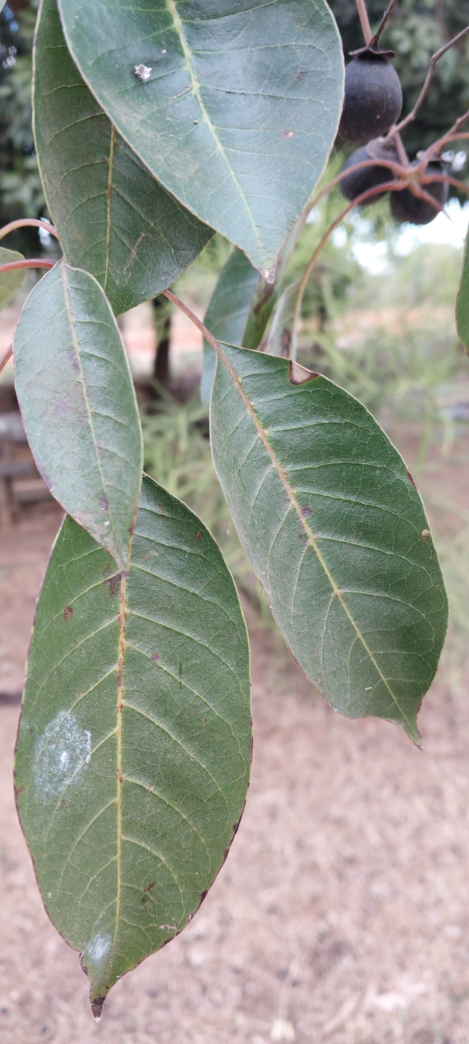 Imagem de Vitex beraviensis