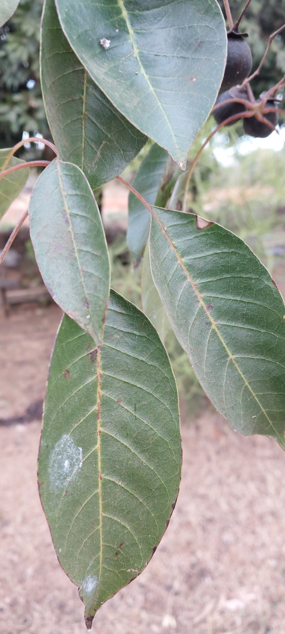 Imagem de Vitex beraviensis