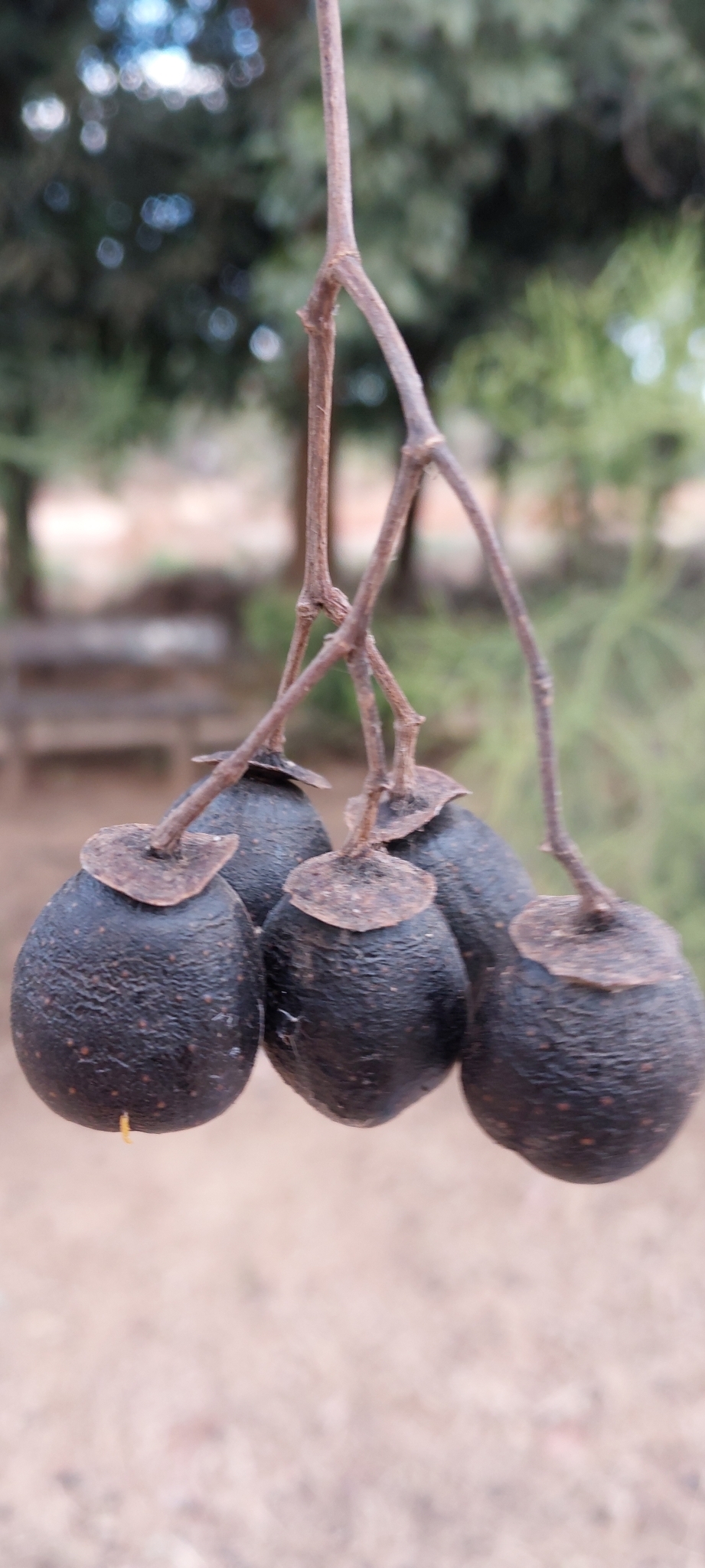 Imagem de Vitex beraviensis