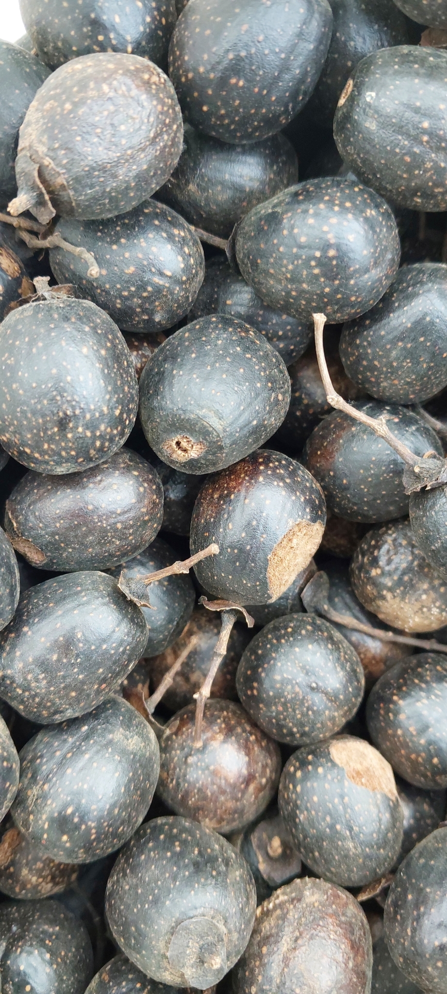 Imagem de Vitex beraviensis