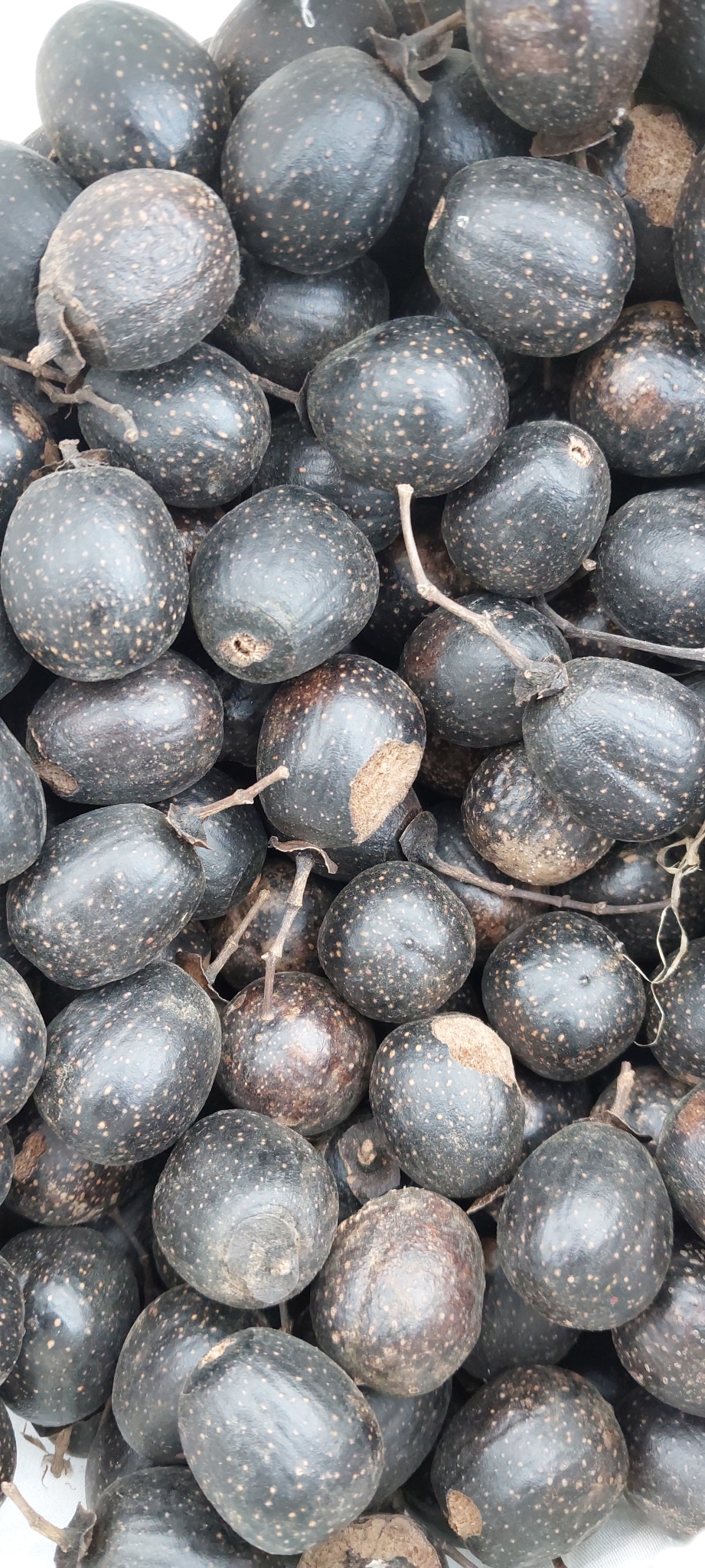Imagem de Vitex beraviensis