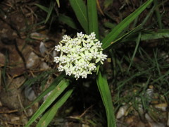 Asclepias woodsoniana