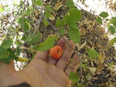 Malpighia diversifolia