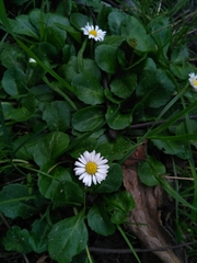 Bellis perennis