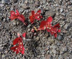 Euphorbia densiflora