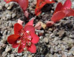 Euphorbia densiflora