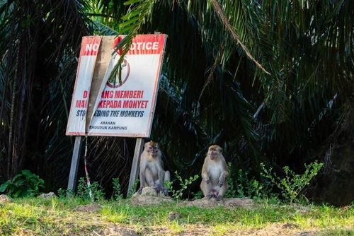 Long-tailed Macaque
