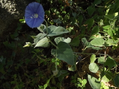 Jacquemontia abutiloides