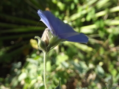 Jacquemontia abutiloides