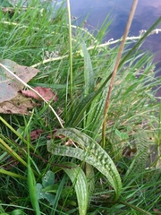 Plantago lanceolata