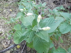 Ruellia leucantha