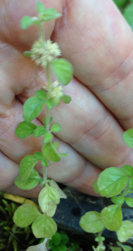iNaturalist observation photo of Pennyroyal