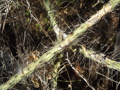 Cylindropuntia waltoniorum
