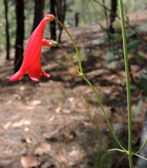 Penstemon wislizeni