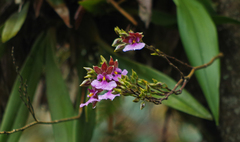 Caucaea