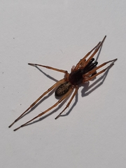 Megalostrata