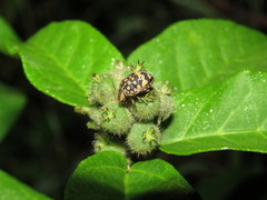 Orsilochides scurrilis