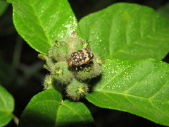 Orsilochides scurrilis