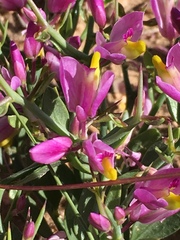 Rhinotropis subspinosa