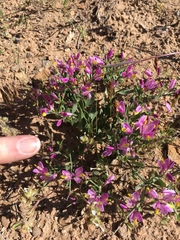 Rhinotropis subspinosa