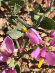 Rhinotropis subspinosa