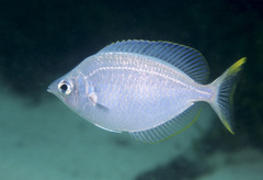 Parequula melbournensis