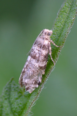 Epinotia tedella