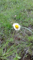 Erigeron delphinifolius