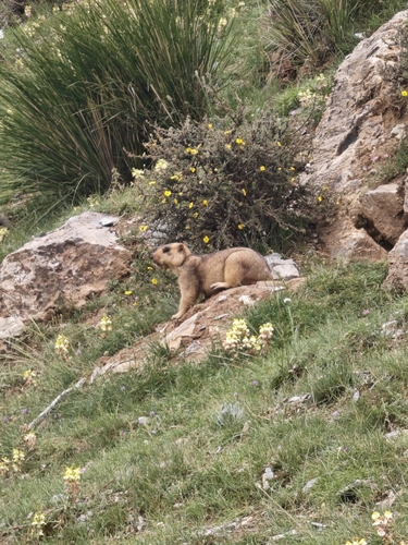 Himalayan Marmot